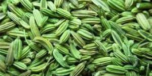 Fennel Seeds