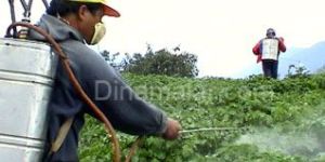 Natural Insecticide