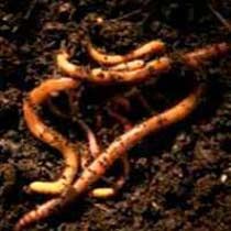 Vermicompost
