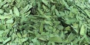 Senna Leaves Powder