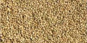 Guar Gum Seeds