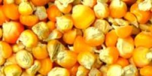 Yellow Maize