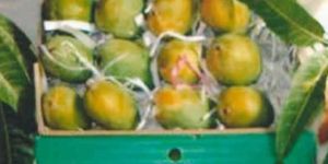 Organic Keshar Mango