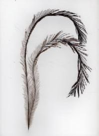 Emu Feather
