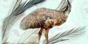 Emu Feathers