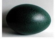 Emu Eggs