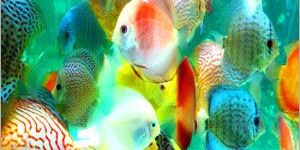 Ornamental Fish