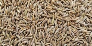 Cumin Seeds