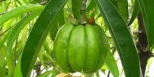 Garcinia Combogia 50% & 60%
