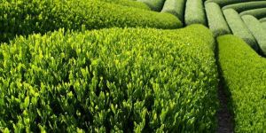 Green Tea Extract 90%