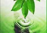 Natural Essential Oil
