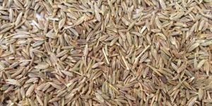 Cumin Seeds