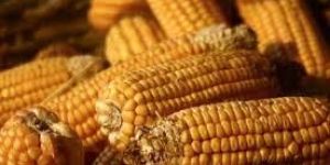 Maize
