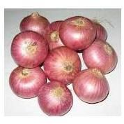 Onion