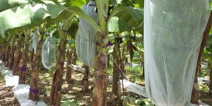 PP Non Woven Skirting Bags