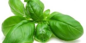 Basil Leaf, Basil Leaves, Mint Leaf, Mint Leaves