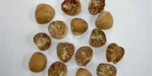 Betel Nut