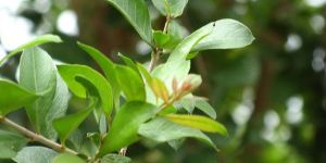 Henna, Henna Leaves, Henna Powder