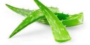 Aloe Vera Leaf