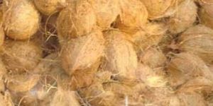 Fully Husked Coconut