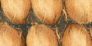 Semi Husked Coconuts