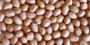 Groundnuts