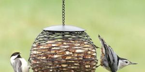 Peanut Bird Feed