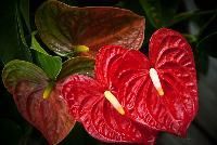Anthurium Flower