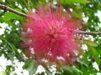 Exotic Flowers