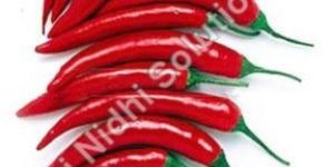 Fresh Red Chillies