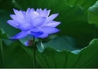 Lotus Flowers