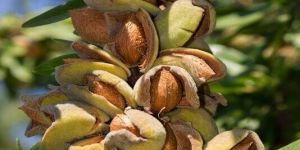 Almond Plants