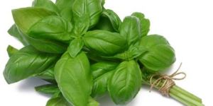 Basil Leaves