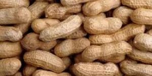 Peanut