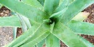 Aloe Vera Triphala Juice