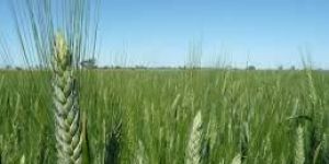 Durum Wheat