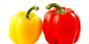 Color Capsicum