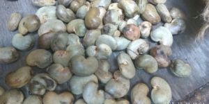 Raw Cashew Nuts