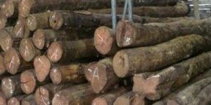 Teak Wood Logs
