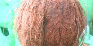 Semi Husked Coconuts