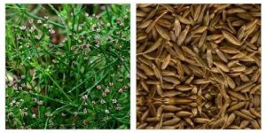 Cumin Seeds
