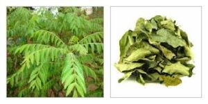 Curry Leaf