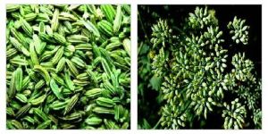 Fennel Seeds