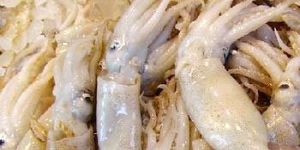 Squid Fish