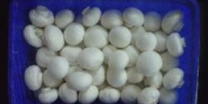 Fresh White Button Mushroom