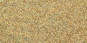 Millet Seeds