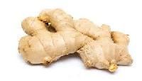 Fresh Ginger Root