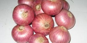 Onion