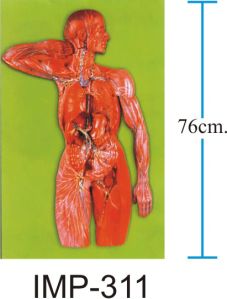 Lymphatic System Model