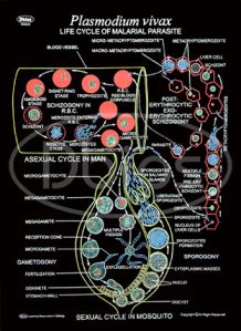 Malarial Parasite (Life History)  Charts